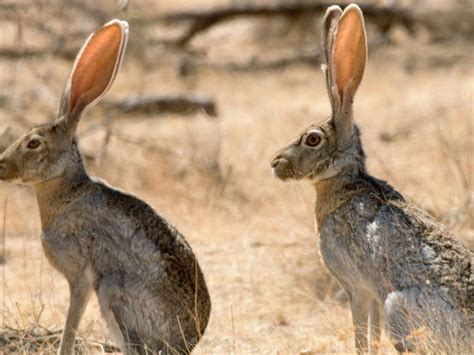 What Does A Jack Rabbit Look Like at Laura Granados blog