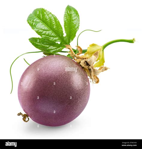 Purple passion fruit with green leaves isolated on white background ...