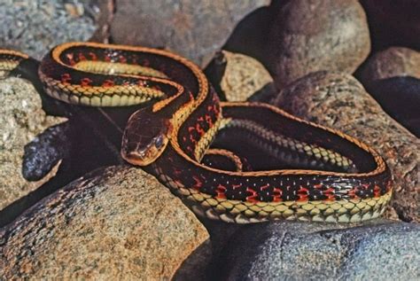 Image result for A Snake Using a Computer