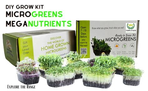 Farm Studio Ready to Grow Microgreens Kit : Amazon.in: Garden & Outdoors