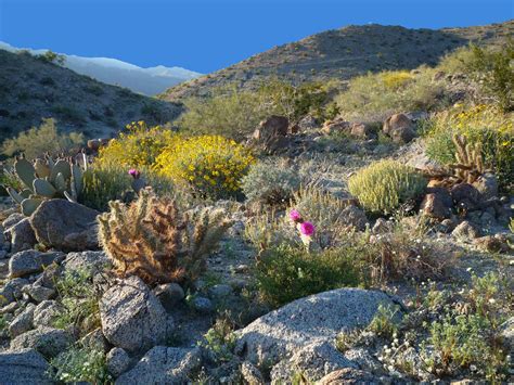 Native Planting Lecture at the Desert Hot Springs Library - Desert Mountain