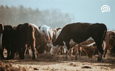 Sustainable Agriculture in Australia: Practices, Challenges, and Economic Impact