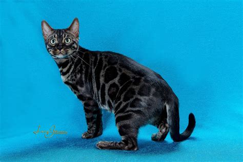 Dark Bengal Cat