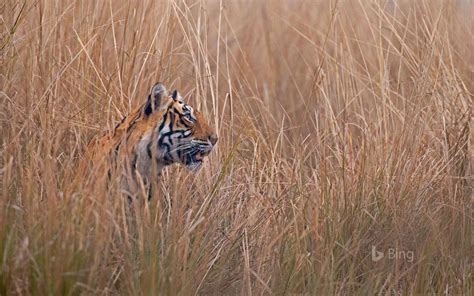 Bengal Tiger Bing Wallpaper 的图像结果