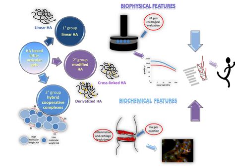 Hyaluronan and Derivatives: An In Vitro Multilevel Assessment of Their ...
