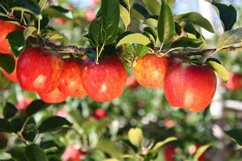 Autumn Glory Apple | Superfresh Growers | Taste & Recipes