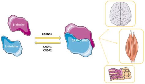 The Anti-Cancer Activity of the Naturally Occurring Dipeptide Carnosine ...