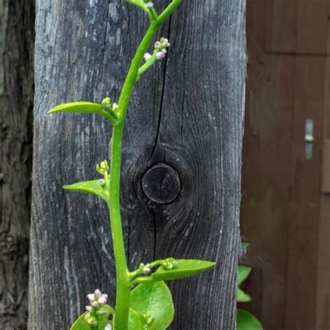 Halophytes, halophile & salt plant seeds