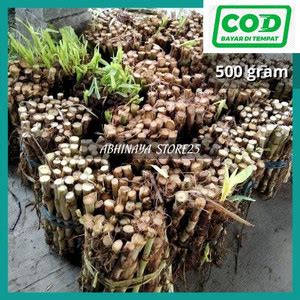 Jual Bibit rumput odot super - odot pakan ternak 1kg/500 grm - 500 grm ...