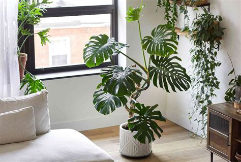 How to Grow and Care for Monstera Acacoyaguensis