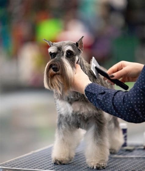 Schnauzer to Wowzer — CAGIA