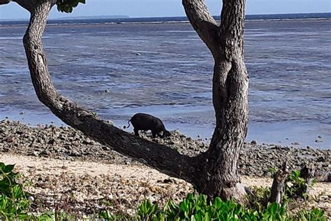 2025 See Hear and Experience Full Island tour (Tongatapu Island) - with ...