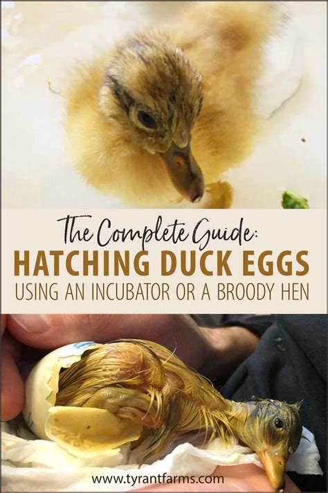 The Complete Guide to Hatching Duck Eggs (with an incubator or a broody ...