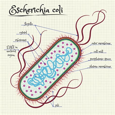 Escherichia coli hemolitica