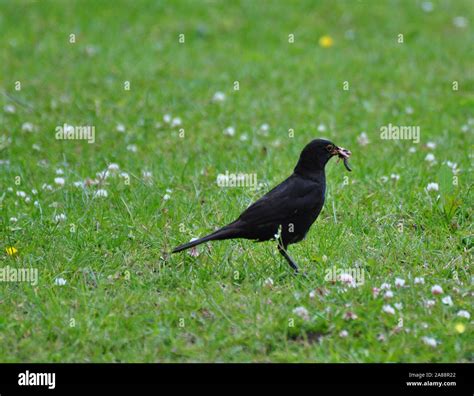 Full mouth of worms hi-res stock photography and images - Alamy