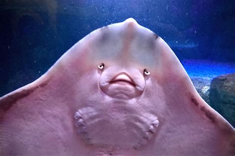 Do Manta Rays Smile? And What's the Deal with Giggling Sting Rays ...