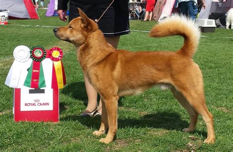 Meet the breed – European Korean Jindo Dog Association