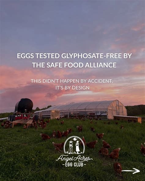 Angel Acres | Not all eggs are created equal. At Angel Acres, we’ve ...