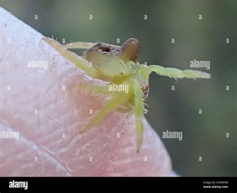 Are Spiders Flexible Enough To Wrap Around Crown Molds