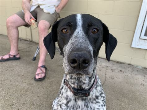 German Shorthaired Pointer Mix German Shorthaired Pointer Honden Ras: