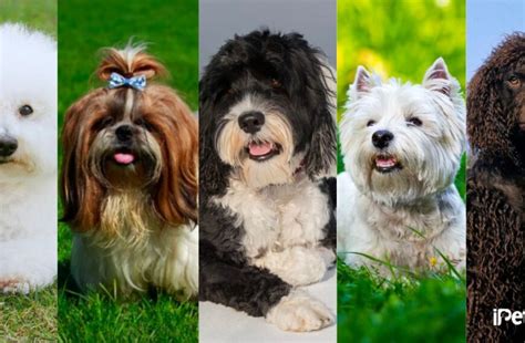 Cockapoo Dogs Adult Sizes 的图像结果