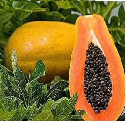 Dbbrothers Hybrid papaya seeds/Taiwan red lady papaya seeds Seed Price ...