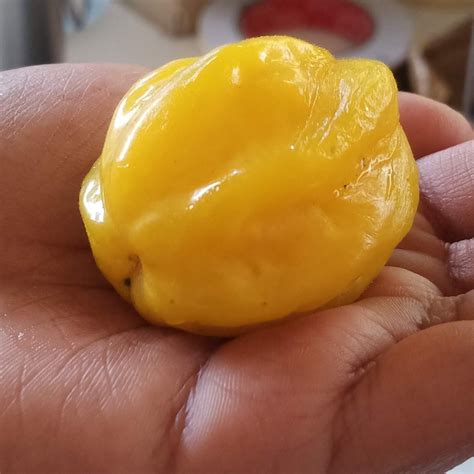 Pitangatuba Fruit Plant ( Eugenia Neonitida ) – veliyathgardens