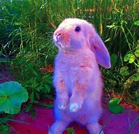 Image result for Spring Bunnies Pics