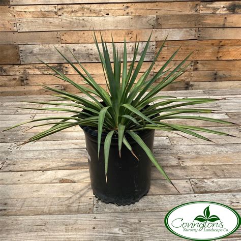 YUCCA soft leaf – Covingtons