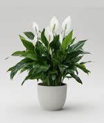 Peace Lily – Groww Farming