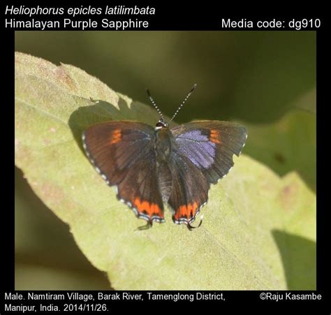 Heliophorus epicles | Butterfly