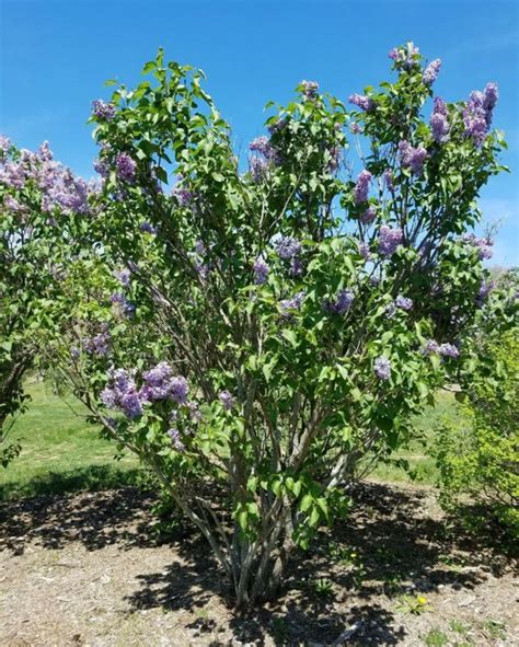 Syringa vulgaris 'Alvan R. Grant' - Alvan R. Grant common lilac | The ...