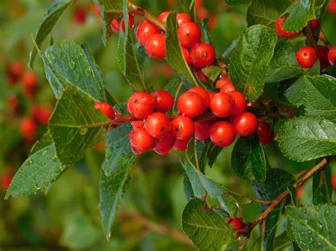 Thom Smith: What is this brilliant red berry bush? | Arts and Culture ...