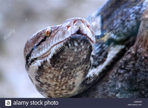 Image result for Netzpython Bite