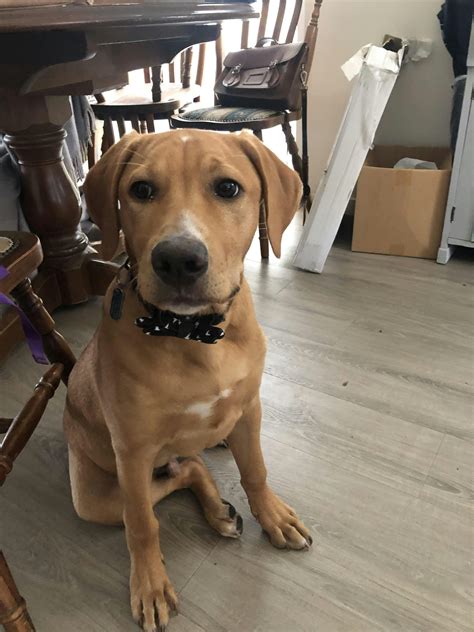 $5 Bow Tie – Stylish Hound