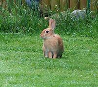 Image result for Rabbit Lost in the Forest