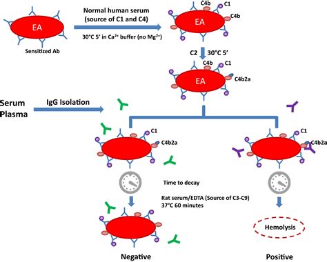 What Is Blood Test C3 C4 at Leta Tabor blog