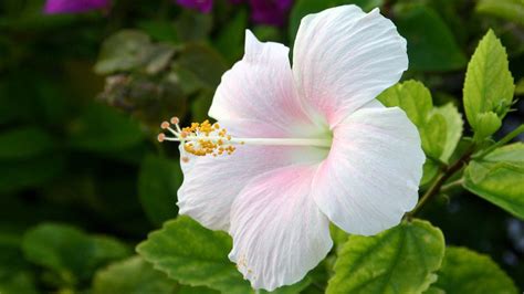 Hibiscus Flower Wallpapers - Wallpaper Cave