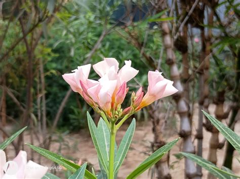 Moto G64 5G review: Almost an all rounder - India Today