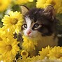 Image result for Cute Spring Cats