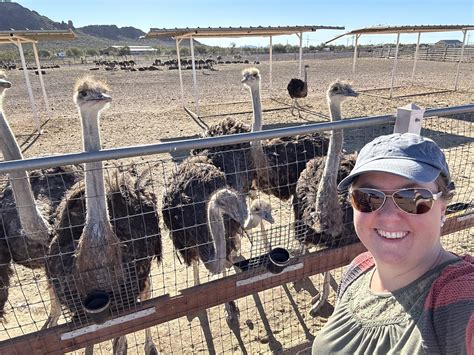 Rooster Cogburn Ostrich Ranch near Tucson - Phoenix With Kids