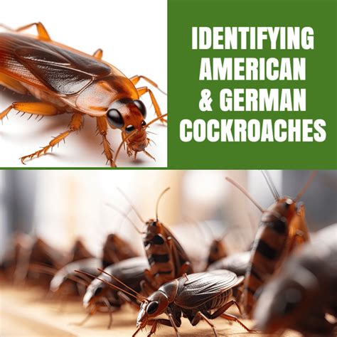 Identifying Roaches | American Vs. German Roaches | Versa-Tech