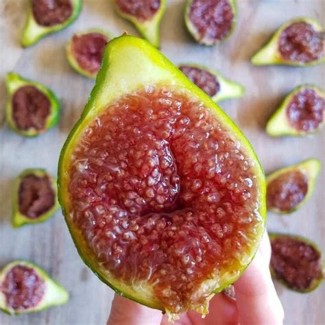 Corky’s Honey Delight Fig Live Plant – veliyathgardens