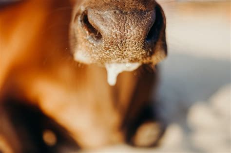 Organic Farming Practices - Svastya Organic Farms