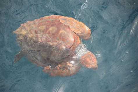 Sea turtle on board of the firmm Spirit