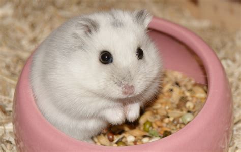 Hamster Salu