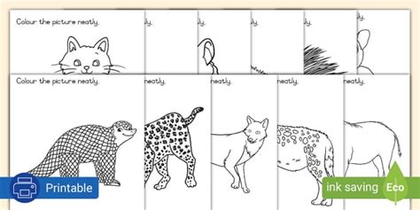 Grade 2 Life Skills Term 4 Night Animals - Colouring Pages (CAPS)