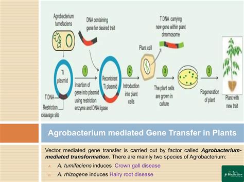 Plant Biotechnology 的图像结果