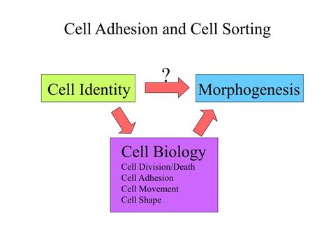 Image result for Adhesion Cell Sorting