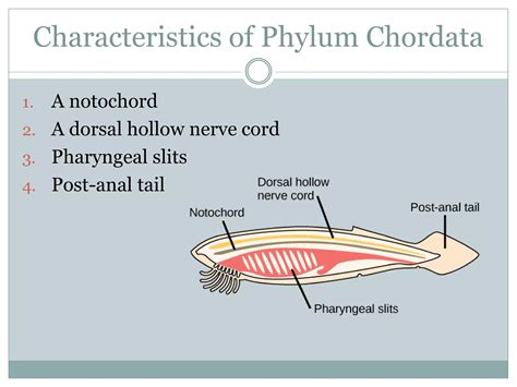 Phylum chordata - zoology | PPTX